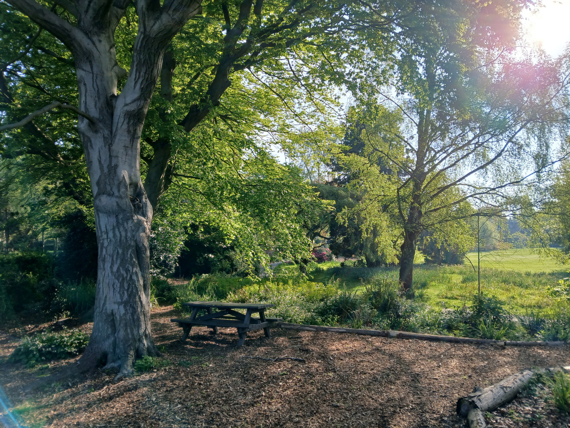Sunshine through the trees at Homestead Park