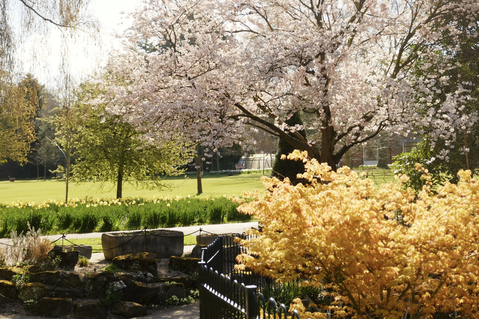 Cherry blossom trees at Homestead Park